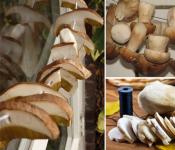 Как сушить грибы? Какие грибы сушат? Сушка грибов в домашних условиях. Как посушить грибы в домашних условиях Как быстро сушить грибы
