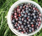 Лечебные свойства ягоды ирги, способы ее применения, правила заготовки Сироп из ирги рецепт
