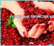 Клюква — самая полезная в мире ягода Польза клюквы для организма человека от холестерина