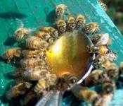 Сахарный сироп для пчел или медовая сыта